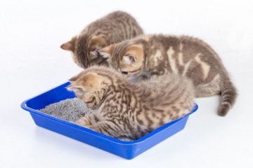 Einweg-Katzentoilette - Einwegklos für Katzen als Alternative