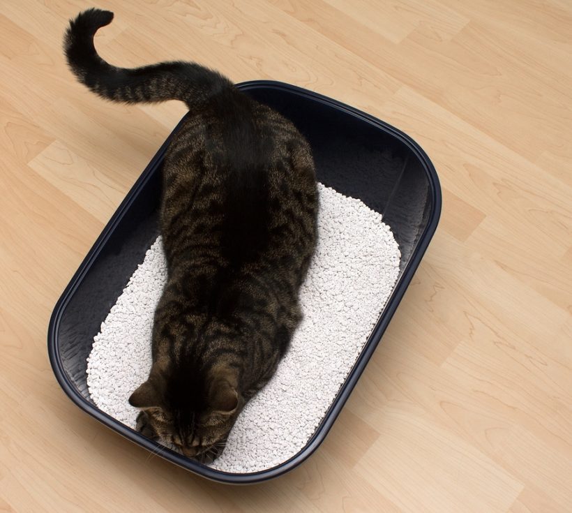 Extra großes Katzenklo für Maine Coon Katzen XL Katze