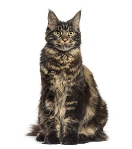 Extra Großes Katzenklo Für Maine Coon Katzen Xl Katze