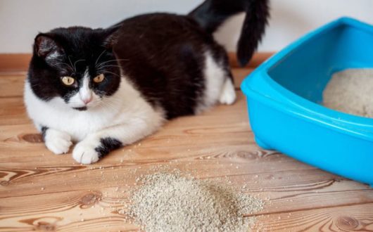 Verstreutes Katzenstreu in der Wohnung Verstreutes Katzenstreu in der Wohnung