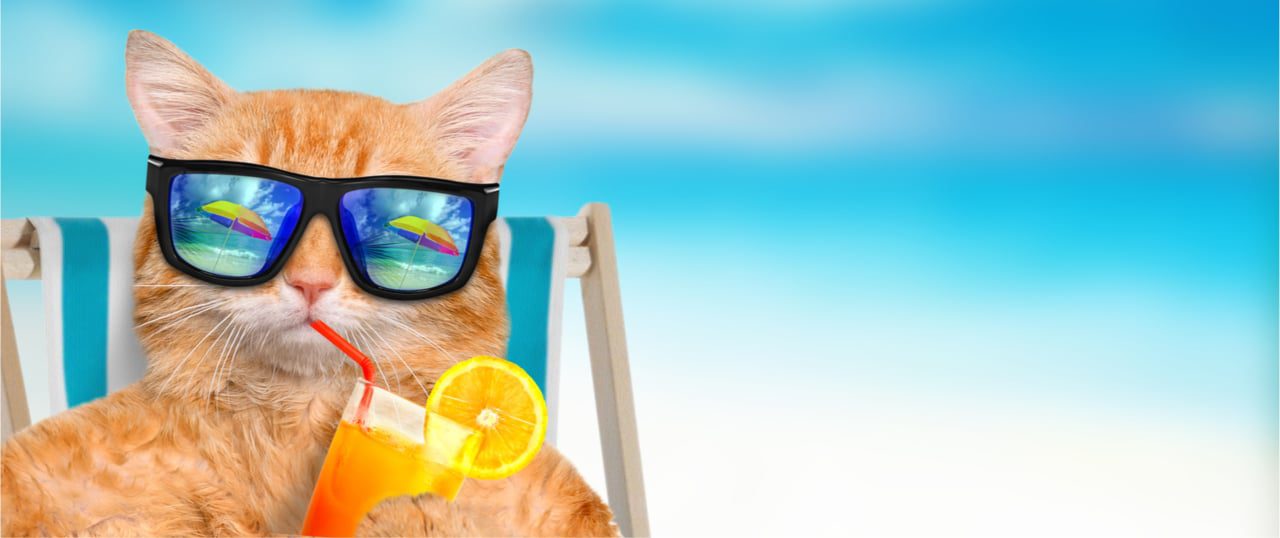 Wie Kann Ich Meiner Katze Die Hitze Erträglicher Machen Kühlmatten & Trinkbrunnen: Katze bei extremer Hitze helfen