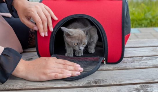 Katzenklo kaufen - Katzentoilette & Katzenstreu bestellen